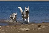 SIBERIAN HUSKY 597